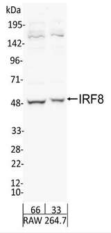 ICSBP / IRF8 Antibody - Detection of Mouse IRF8 by Western Blot. Samples: Whole cell lysate from RAW 264.7 (66 and 33 ug ). Antibodies: Affinity purified rabbit anti-IRF8 antibody used for WB at 1.0 ug/ml. Detection: Chemiluminescence with exposure time of 30 seconds.