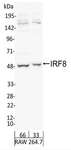ICSBP / IRF8 Antibody - Detection of Mouse IRF8 by Western Blot. Samples: Whole cell lysate from RAW 264.7 (66 and 33 ug ). Antibodies: Affinity purified rabbit anti-IRF8 antibody used for WB at 1.0 ug/ml. Detection: Chemiluminescence with exposure time of 30 seconds.