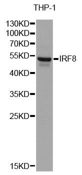 ICSBP / IRF8 Antibody - Western blot analysis of extracts of THP-1 cells, using IRF8 antibody at 1:1000 dilution. The secondary antibody used was an HRP Goat Anti-Rabbit IgG (H+L) at 1:10000 dilution. Lysates were loaded 25ug per lane and 3% nonfat dry milk in TBST was used for blocking. An ECL Kit was used for detection and the exposure time was 90s.