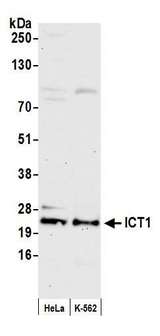 ICT1 / DS1 Antibody - Detection of human ICT1 by western blot. Samples: Whole cell lysate (50 µg) from HeLa and K-562 cells prepared using NETN lysis buffer. Antibody: Affinity purified rabbit anti-ICT1 antibody used for WB at 1:1000. Detection: Chemiluminescence with an exposure time of 30 seconds.
