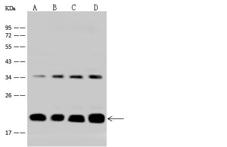 ICT1 / DS1 Antibody - Anti-ICT1 rabbit polyclonal antibody at 1:500 dilution. Lane A: U-251 MG Whole Cell Lysate. Lane B: HeLa Whole Cell Lysate. Lane C: Jurkat Whole Cell Lysate. Lane D: K562 Whole Cell Lysate. Lysates/proteins at 30 ug per lane. Secondary: Goat Anti-Rabbit IgG (H+L)/HRP at 1/10000 dilution. Developed using the ECL technique. Performed under reducing conditions. Predicted band size: 24 kDa.