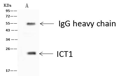 ICT1 / DS1 Antibody - ICT1 was immunoprecipitated using: Lane A: 0.5 mg K562 Whole Cell Lysate. 4 uL anti-ICT1 rabbit polyclonal antibody and 60 ug of Immunomagnetic beads Protein A/G. Primary antibody: Anti-ICT1 rabbit polyclonal antibody, at 1:100 dilution. Secondary antibody: Goat Anti-Rabbit IgG (H+L)/HRP at 1/10000 dilution. Developed using the ECL technique. Performed under reducing conditions. Predicted band size: 24 kDa. Observed band size: 22 kDa.