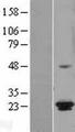 ICT1 / DS1 Protein - Western validation with an anti-DDK antibody * L: Control HEK293 lysate R: Over-expression lysate