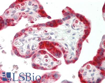 ID / ID1 Antibody - Human Placenta: Formalin-Fixed, Paraffin-Embedded (FFPE).  This image was taken for the unconjugated form of this product. Other forms have not been tested.