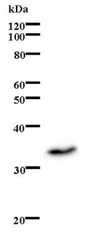 ID / ID1 Antibody - Western blot of immunized recombinant protein using ID1 antibody.