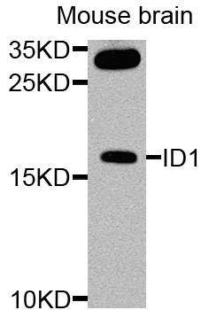 ID / ID1 Antibody - Western blot analysis of extracts of mouse brain cells.