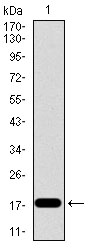 ID2 Antibody - Western blot using ID2 monoclonal antibody against human ID2 recombinant protein. (Expected MW is 17.3 kDa)