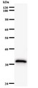 ID2 Antibody - Western blot of immunized recombinant protein using ID2 antibody.