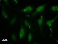 ID2 Antibody - Immunostaining analysis in HeLa cells. HeLa cells were fixed with 4% paraformaldehyde and permeabilized with 0.1% Triton X-100 in PBS. The cells were immunostained with anti-ID2 mAb.