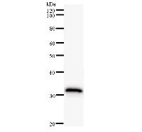 ID2 Antibody - Western blot analysis of immunized recombinant protein, using anti-ID2 monoclonal antibody.
