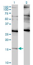ID2 Antibody - Western Blot analysis of ID2 expression in transfected 293T cell line by ID2 monoclonal antibody (M01), clone 3C3.Lane 1: ID2 transfected lysate(14.9 KDa).Lane 2: Non-transfected lysate.