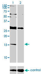 ID2 Antibody - Western blot analysis of ID2 over-expressed 293 cell line, cotransfected with ID2 Validated Chimera RNAi (Lane 2) or non-transfected control (Lane 1). Blot probed with ID2 monoclonal antibody (M01), clone 3C3 . GAPDH ( 36.1 kDa ) used as specificity and loading control.