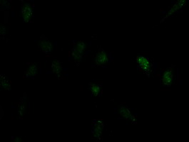 ID2 Antibody - Immunofluorescent staining of HeLa cells using anti-ID2 mouse monoclonal antibody.