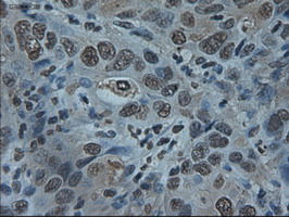ID2 Antibody - Anti-ID2 mouse monoclonal antibody  immunofluorescent staining of HeLa cells transiently transfected by pCMV6-ENTRYID2.