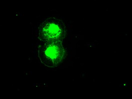 ID2 Antibody - Anti-ID2 mouse monoclonal antibody immunofluorescent staining of COS7 cells transiently transfected by pCMV6-ENTRY ID2.
