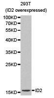 ID2 Antibody - Western blot of ID2 pAb in extracts from 293T cells (overexpressed ID2).