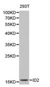 ID2 Antibody - Western blot analysis of extracts of 293T cells, using ID2 antibody. The secondary antibody used was an HRP Goat Anti-Rabbit IgG (H+L) at 1:10000 dilution. Lysates were loaded 25ug per lane and 3% nonfat dry milk in TBST was used for blocking.