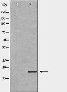 ID2 Antibody - Western blot analysis of 293T lysate using ID2 antibody. The lane on the left is treated with the antigen-specific peptide.