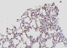 ID2 Antibody - 1:100 staining mouse lung tissue by IHC-P. The sample was formaldehyde fixed and a heat mediated antigen retrieval step in citrate buffer was performed. The sample was then blocked and incubated with the antibody for 1.5 hours at 22°C. An HRP conjugated goat anti-rabbit antibody was used as the secondary.