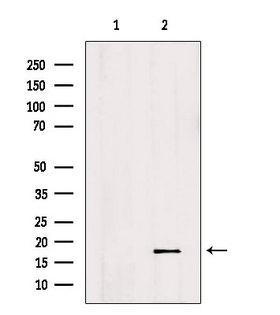 ID2 Antibody - Western blot analysis of extracts of HeLa cells using ID2 antibody. Lane 1 was treated with the antigen-specific peptide.