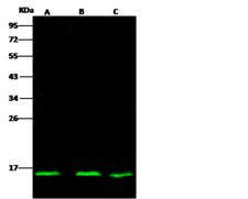 ID2 Antibody - Anti-ID2 rabbit polyclonal antibody at 1:500 dilution. Lane A: HCT116 Whole Cell Lysate. Lane B: Hela Whole Cell Lysate. Lane C: 293T Whole Cell Lysate. Lysates/proteins at 30 ug per lane. Secondary: Goat Anti-Rabbit IgG H&L (Dylight 800) at 1/10000 dilution. Developed using the Odyssey technique. Performed under reducing conditions. Predicted band size: 14 kDa. Observed band size: 14 kDa.