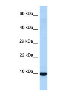ID3 Antibody - ID3 antibody Western blot of Rat Liver lysate. Antibody concentration 1 ug/ml.  This image was taken for the unconjugated form of this product. Other forms have not been tested.