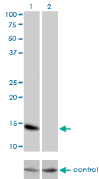 ID3 Antibody - Western blot analysis of ID3 over-expressed 293 cell line, cotransfected with ID3 Validated Chimera RNAi (Lane 2) or non-transfected control (Lane 1). Blot probed with ID3 monoclonal antibody (M01), clone 4G1 . GAPDH ( 36.1 kDa ) used as specificity and loading control.