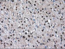 ID3 Antibody - IHC of paraffin-embedded liver tissue using anti-ID3 mouse monoclonal antibody. (Dilution 1:50).
