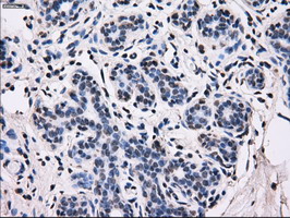 ID3 Antibody - IHC of paraffin-embedded breast tissue using anti-ID3 mouse monoclonal antibody. (Dilution 1:50).