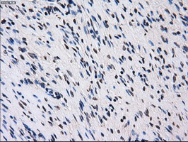 ID3 Antibody - IHC of paraffin-embedded Ovary tissue using anti-ID3 mouse monoclonal antibody. (Dilution 1:50).