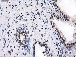 ID3 Antibody - IHC of paraffin-embedded prostate tissue using anti-ID3 mouse monoclonal antibody. (Dilution 1:50).