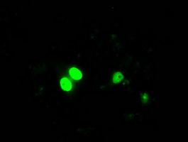 ID3 Antibody - Anti-ID3 mouse monoclonal antibody  immunofluorescent staining of COS7 cells transiently transfected by pCMV6-ENTRY ID3.