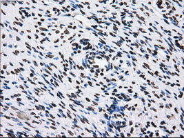 ID3 Antibody - IHC of paraffin-embedded Ovary tissue using anti-ID3 mouse monoclonal antibody. (Dilution 1:50).