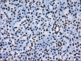 ID3 Antibody - IHC of paraffin-embedded pancreas tissue using anti-ID3 mouse monoclonal antibody. (Dilution 1:50).
