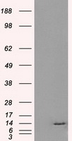ID3 Antibody - HEK293T cells were transfected with the pCMV6-ENTRY control (Left lane) or pCMV6-ENTRY ID3 (Right lane) cDNA for 48 hrs and lysed. Equivalent amounts of cell lysates (5 ug per lane) were separated by SDS-PAGE and immunoblotted with anti-ID3.