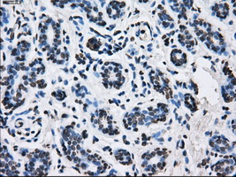 ID3 Antibody - IHC of paraffin-embedded breast tissue using anti-ID3 mouse monoclonal antibody. (Dilution 1:50).