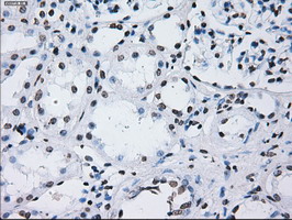 ID3 Antibody - IHC of paraffin-embedded Kidney tissue using anti-ID3 mouse monoclonal antibody. (Dilution 1:50).