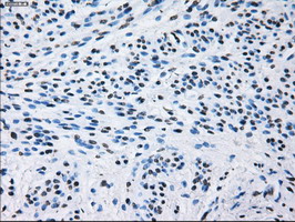ID3 Antibody - IHC of paraffin-embedded endometrium tissue using anti-ID3 mouse monoclonal antibody. (Dilution 1:50).