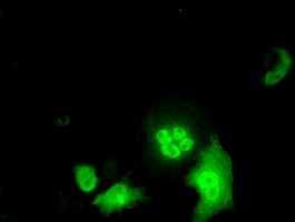 ID3 Antibody - Anti-ID3 mouse monoclonal antibody  immunofluorescent staining of COS7 cells transiently transfected by pCMV6-ENTRY ID3.