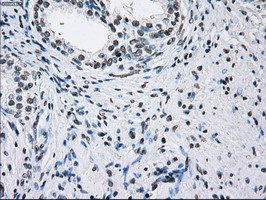 ID3 Antibody - IHC of paraffin-embedded prostate tissue using anti-ID3 mouse monoclonal antibody. (Dilution 1:50).
