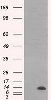 ID3 Antibody - HEK293T cells were transfected with the pCMV6-ENTRY control (Left lane) or pCMV6-ENTRY ID3 (Right lane) cDNA for 48 hrs and lysed. Equivalent amounts of cell lysates (5 ug per lane) were separated by SDS-PAGE and immunoblotted with anti-ID3.