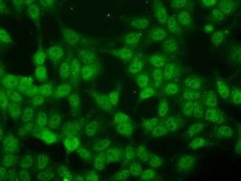 ID3 Antibody - Immunofluorescent staining of HeLa cells using anti-ID3 mouse monoclonal antibody.
