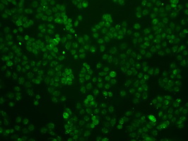 ID3 Antibody - Immunofluorescent staining of HT29 cells using anti-ID3 mouse monoclonal antibody.