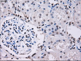 ID3 Antibody - IHC of paraffin-embedded Kidney tissue using anti-ID3 mouse monoclonal antibody. (Dilution 1:50).
