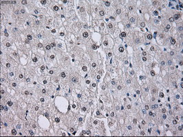 ID3 Antibody - IHC of paraffin-embedded liver tissue using anti-ID3 mouse monoclonal antibody. (Dilution 1:50).