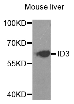 ID3 Antibody - Western blot analysis of extracts of mouse liver.