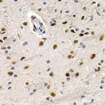 ID3 Antibody - Immunohistochemistry of paraffin-embedded rat brain tissue.