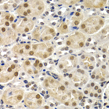 ID3 Antibody - Immunohistochemistry of paraffin-embedded mouse kidney tissue.