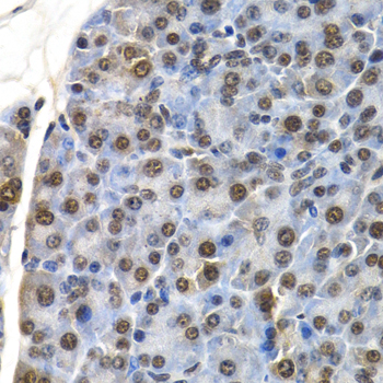 ID3 Antibody - Immunohistochemistry of paraffin-embedded mouse pancreas.