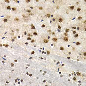 ID3 Antibody - Immunohistochemistry of paraffin-embedded mouse brain tissue.